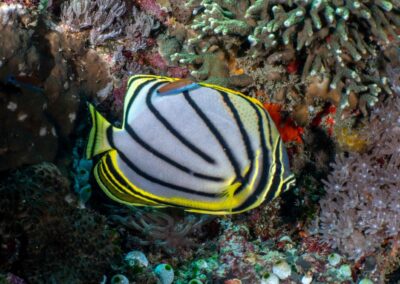 Dive sites of Nusa Lembongan, Nusa Ceningan and Nusa Penida