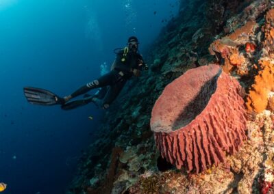 Dive sites of Nusa Lembongan, Nusa Ceningan and Nusa Penida