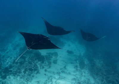 Dive sites of Nusa Lembongan, Nusa Ceningan and Nusa Penida