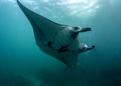 Dive sites of Nusa Lembongan, Nusa Ceningan and Nusa Penida