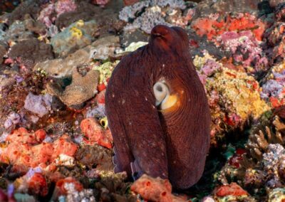 Dive sites of Nusa Lembongan, Nusa Ceningan and Nusa Penida