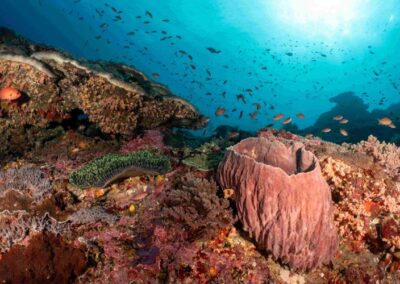 Dive sites of Nusa Lembongan, Nusa Ceningan and Nusa Penida